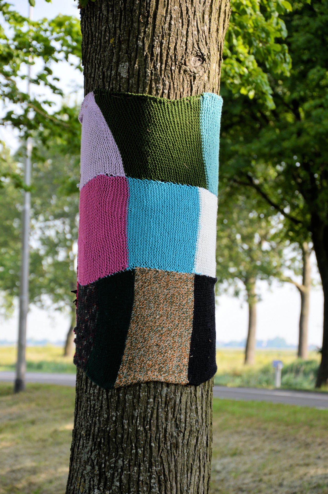 tree dressed up sweater free photo