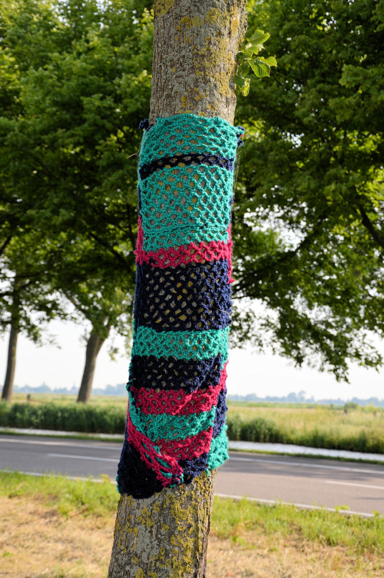 tree dressed up sweater free photo