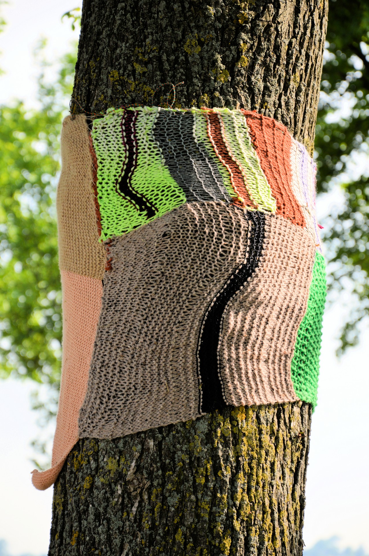 tree dressed up sweater free photo