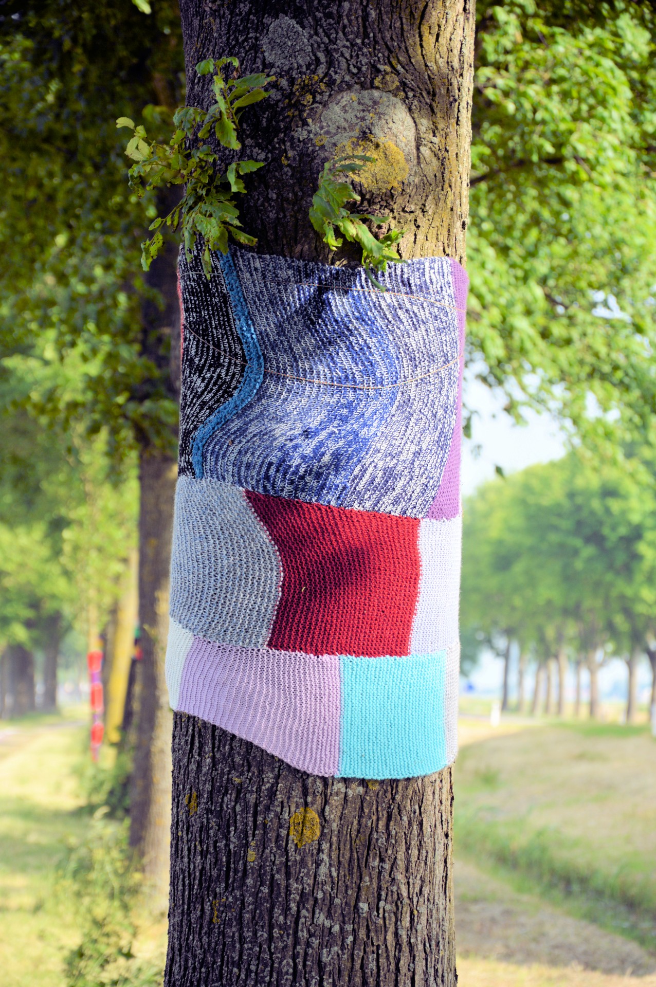 tree dressed up sweater free photo