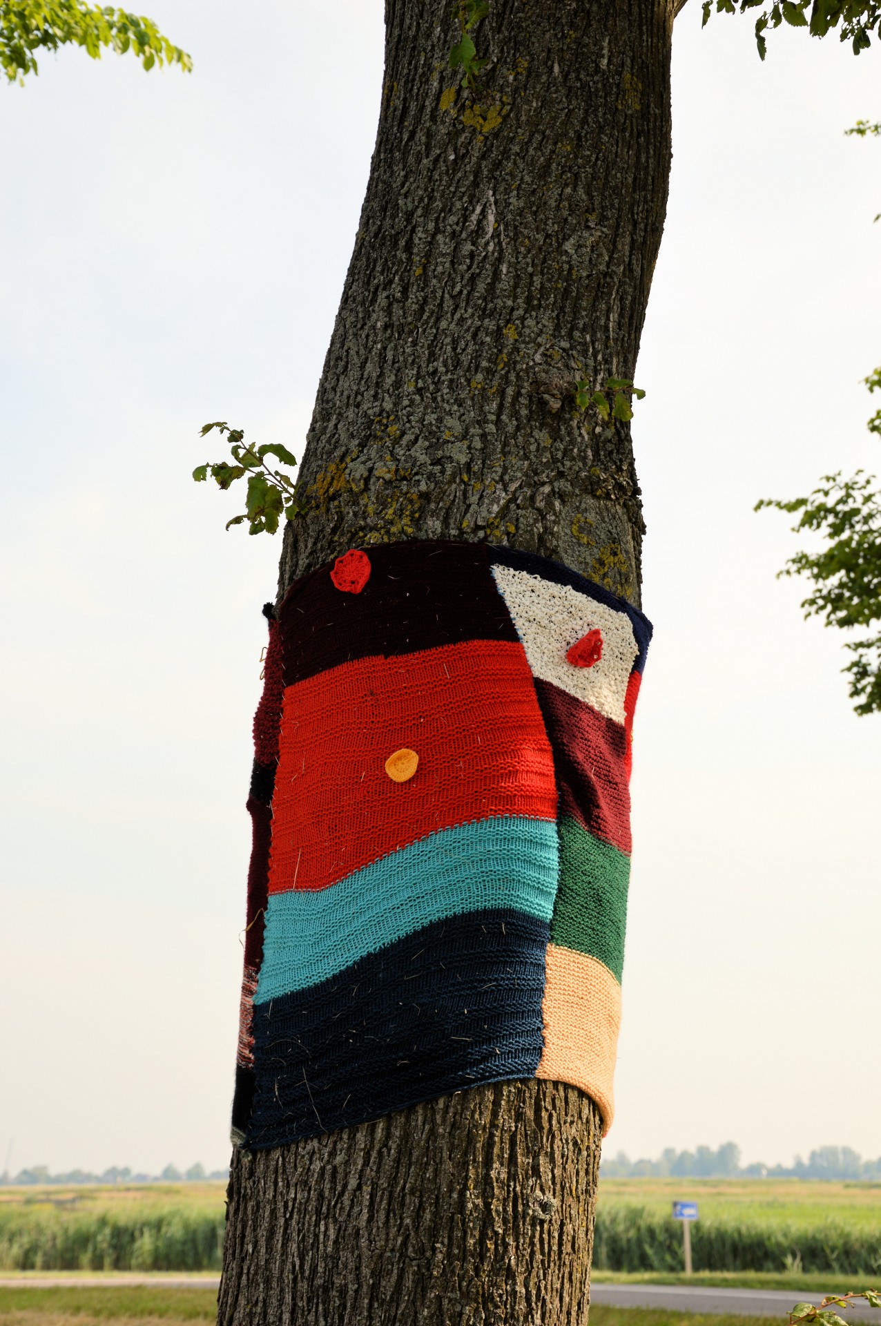 tree dressed up sweater free photo