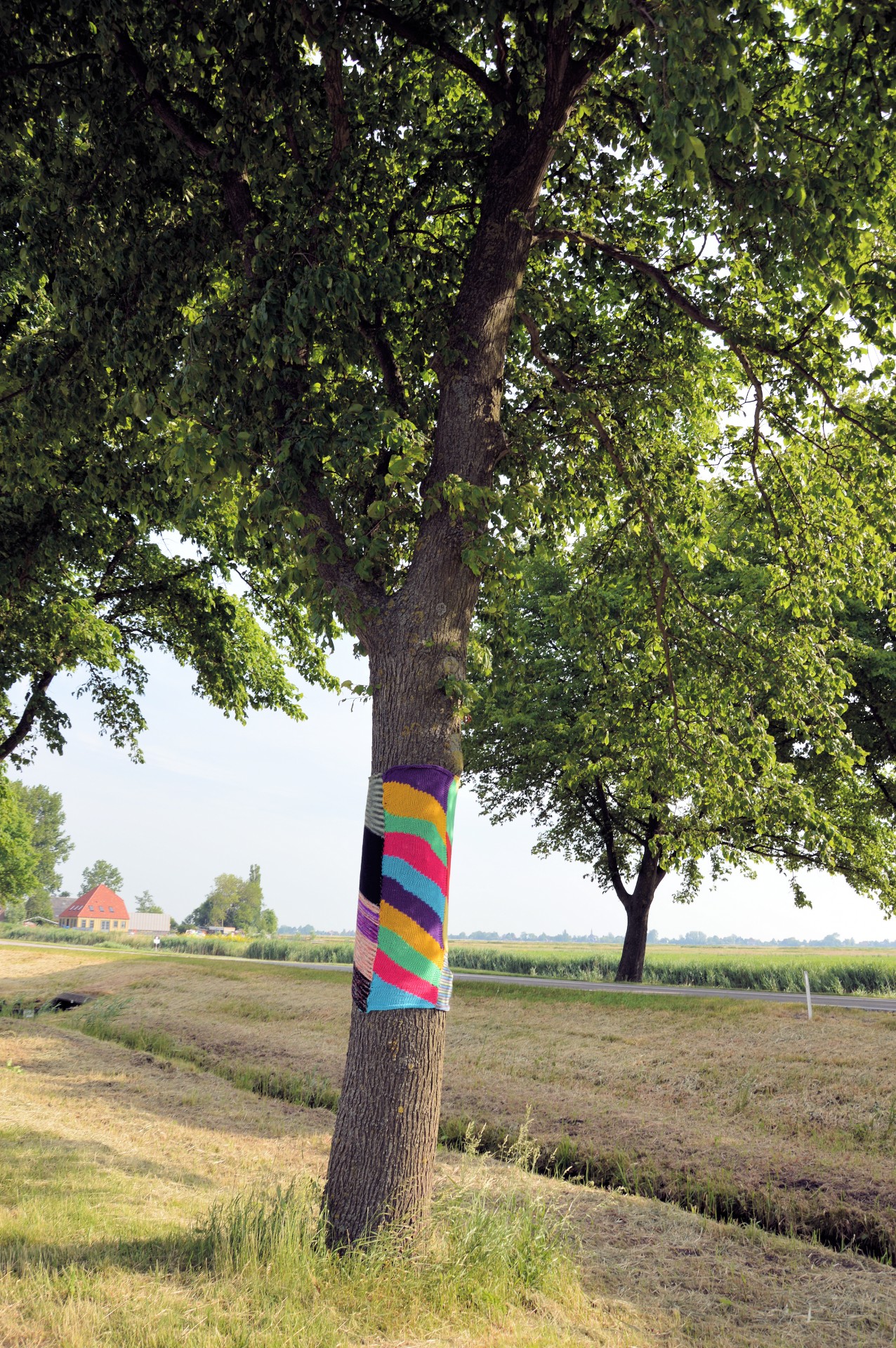 tree dressed up sweater free photo