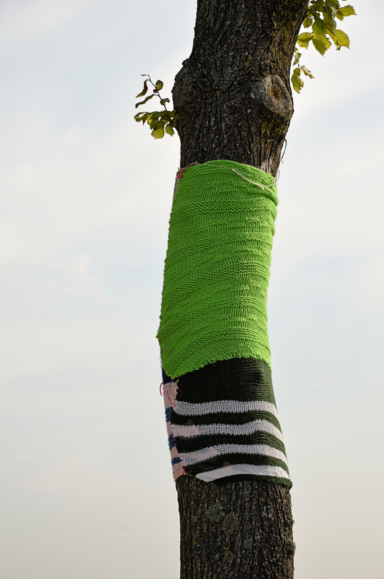 tree dressed up sweater free photo