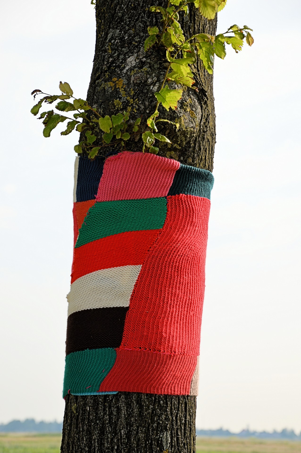 tree dressed up sweater free photo