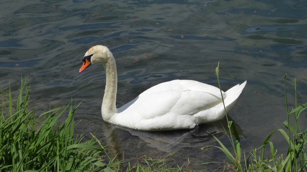 aare swan grass free photo
