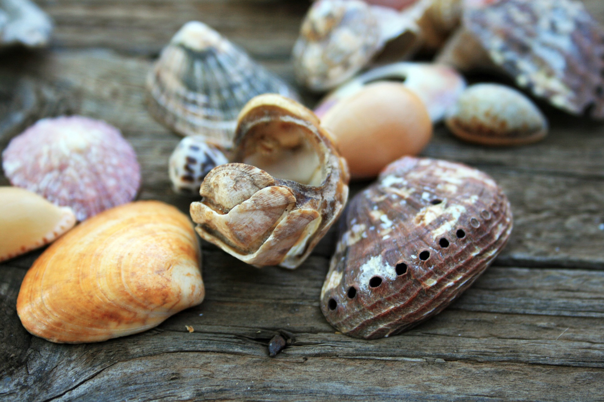 sea shells ear shell abalone free photo