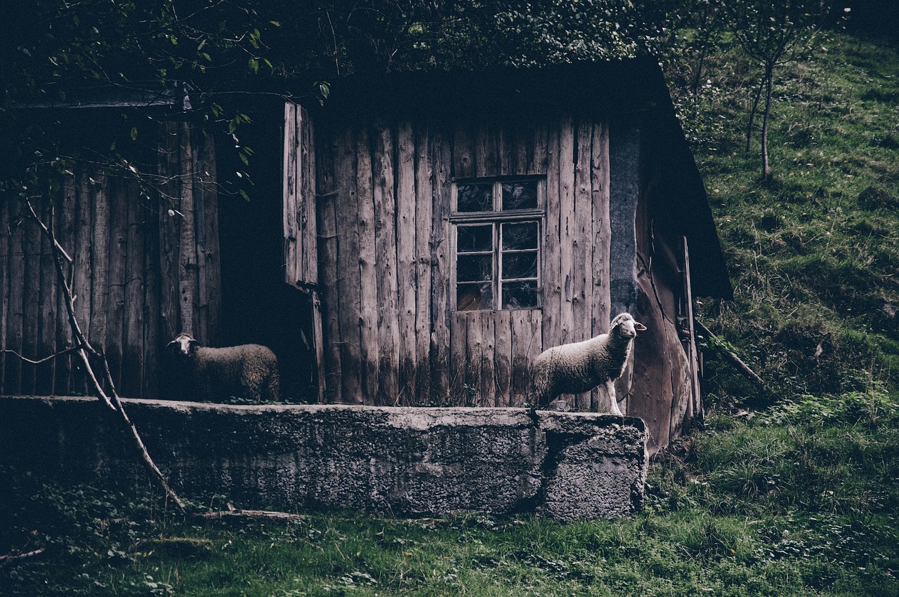 abandoned animals cabin free photo
