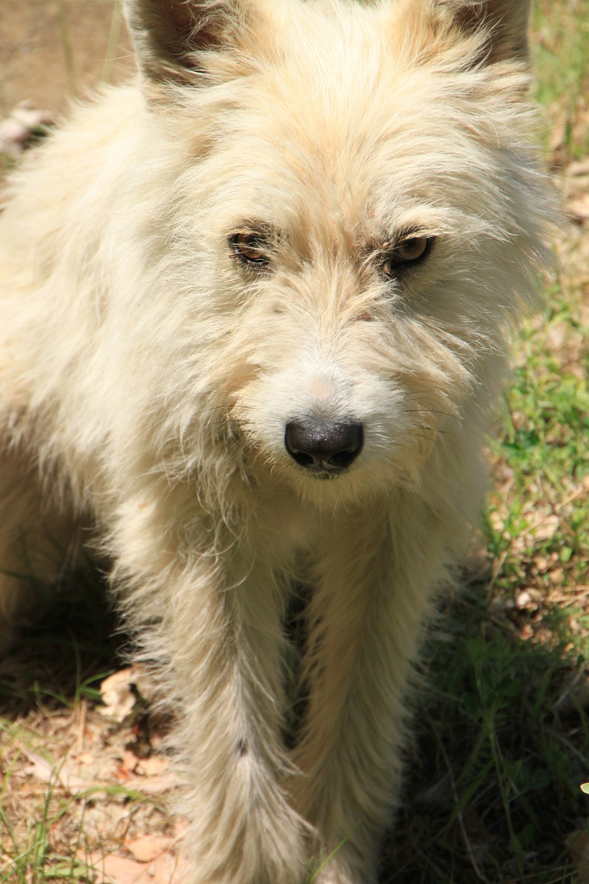 abandoned dogs mad free photo