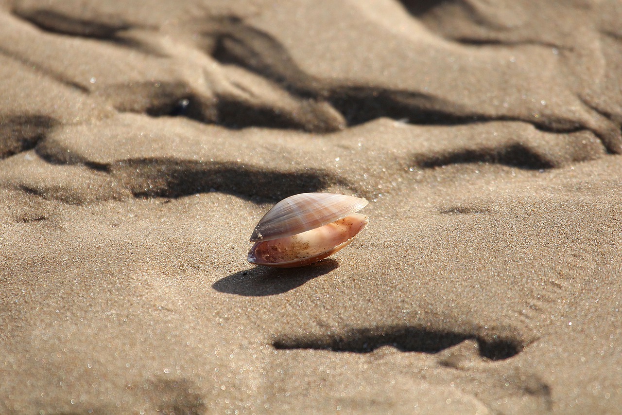 abandoned shells low tide ocean free photo