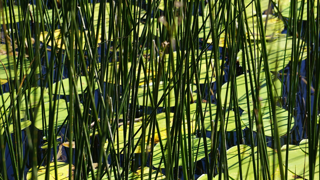 abant  lake abant  lotus free photo