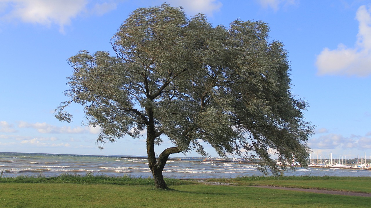 abdel rahman loneliness tree free photo