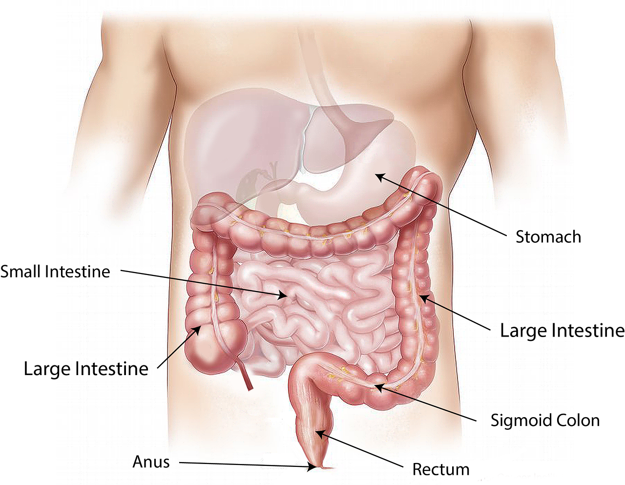 abdomen intestine large free photo