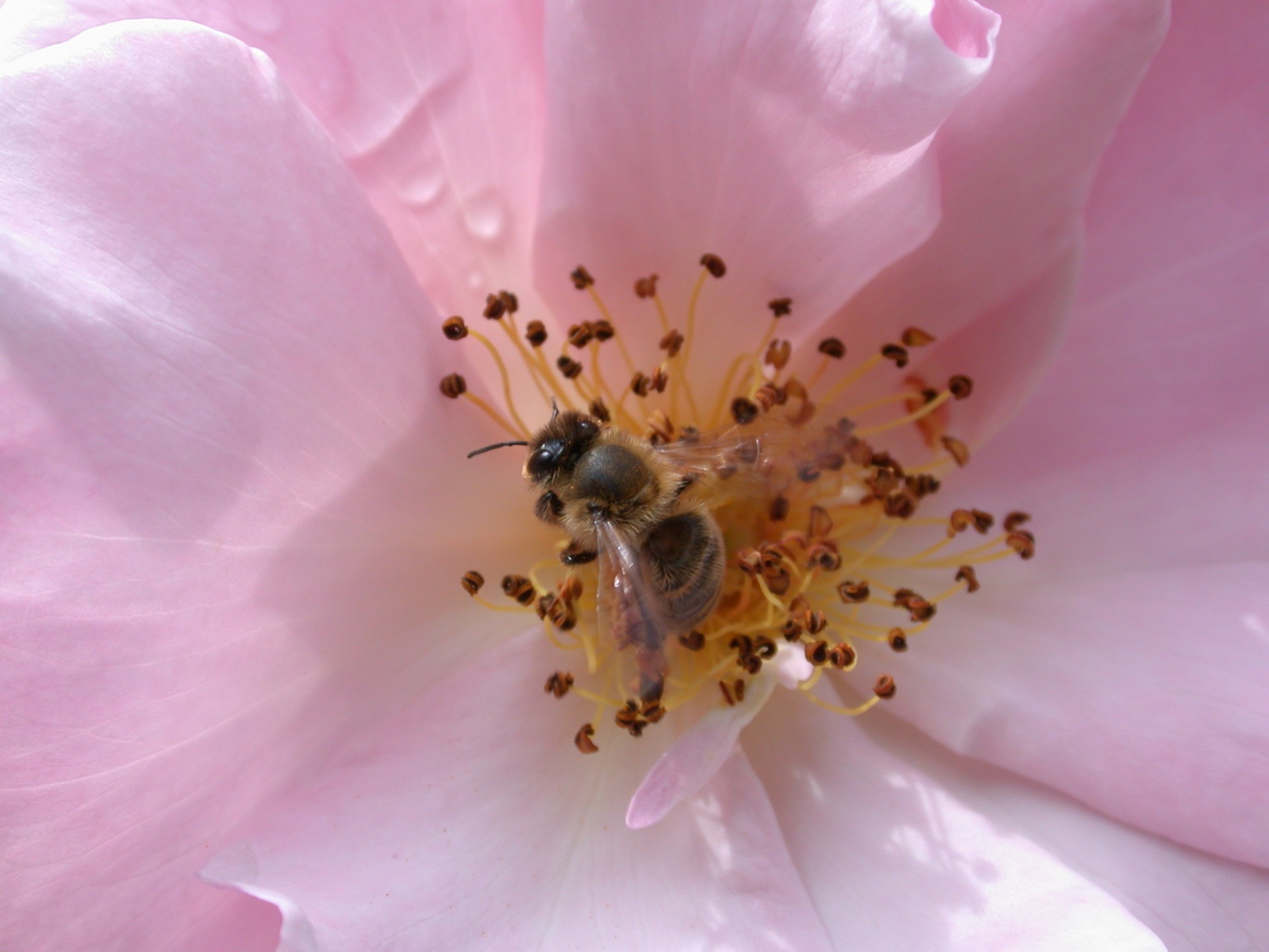 bee pink flower free photo