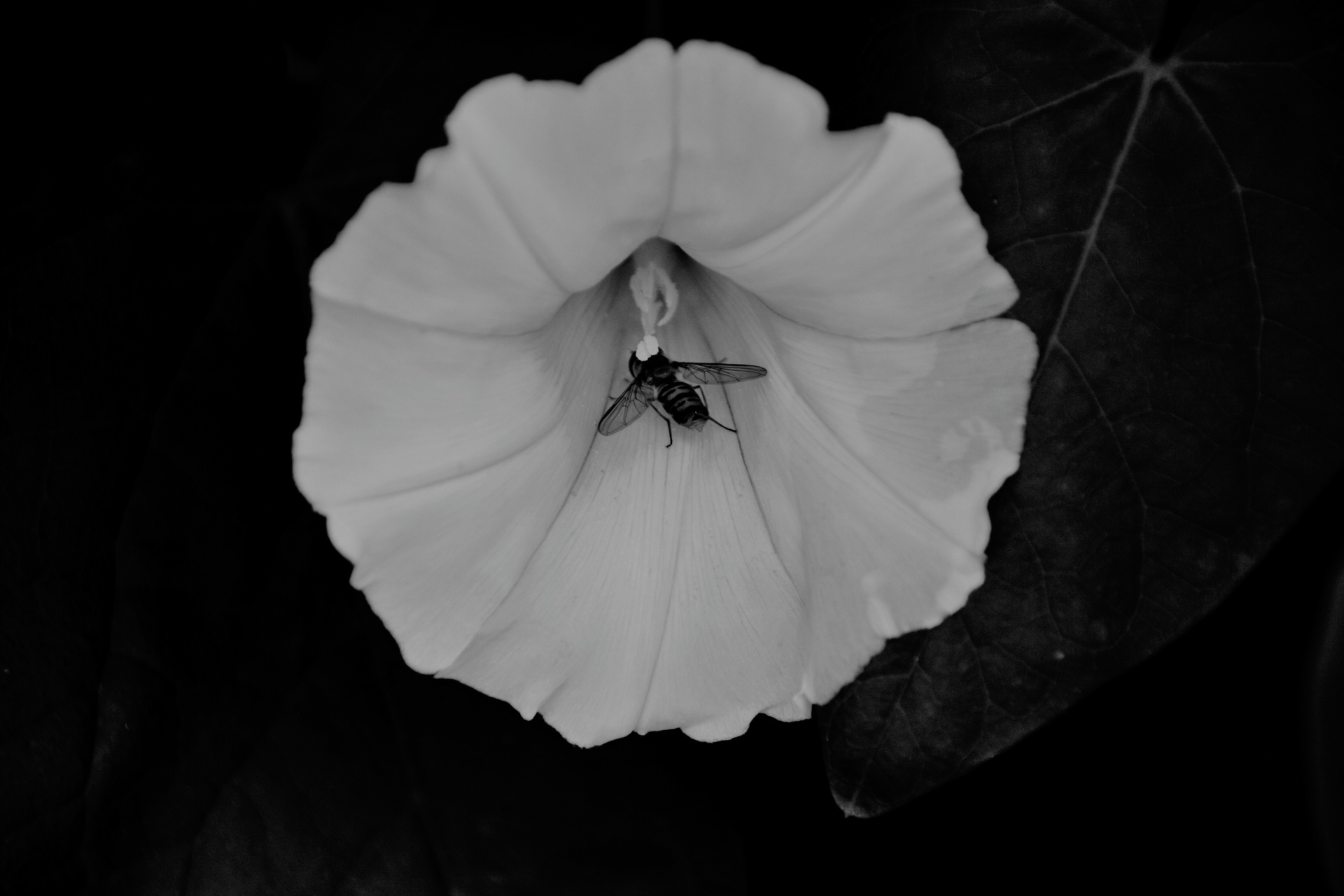 bee flower bindweed free photo