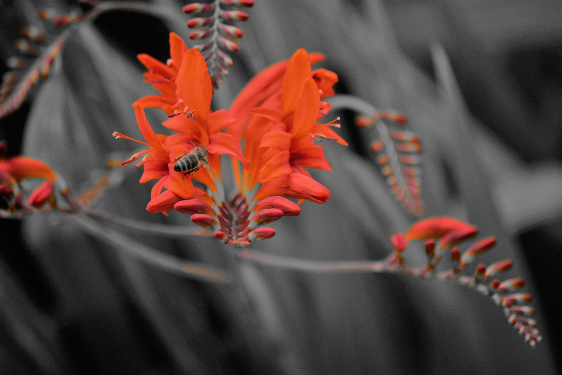 bee insect flower free photo