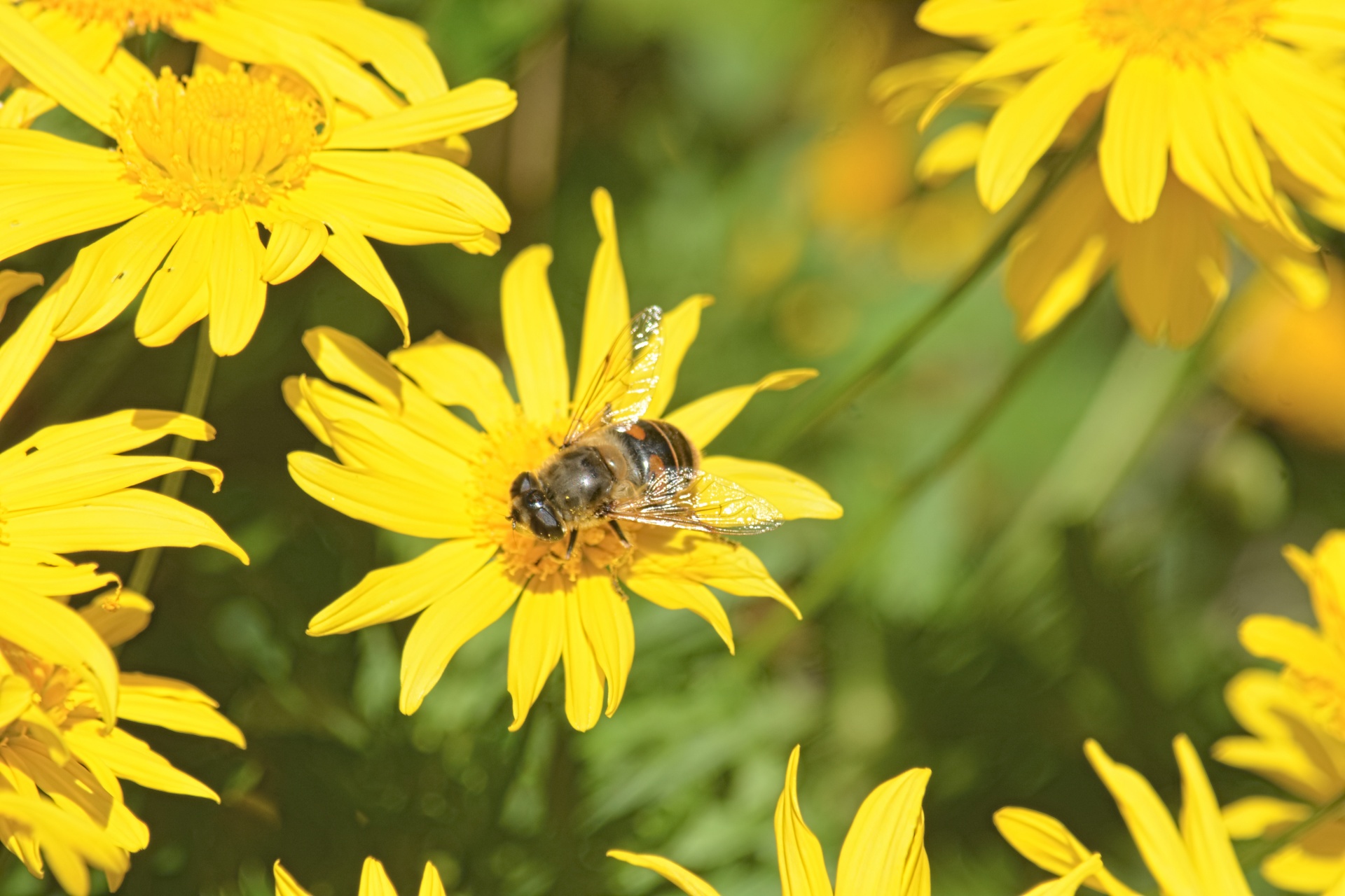 bee wildlife flowers free photo