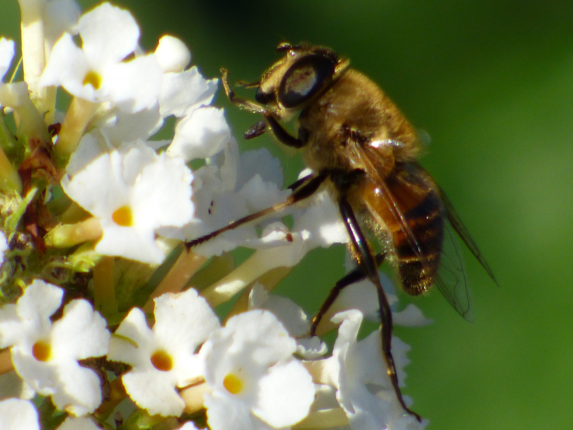 insect bee flower free photo