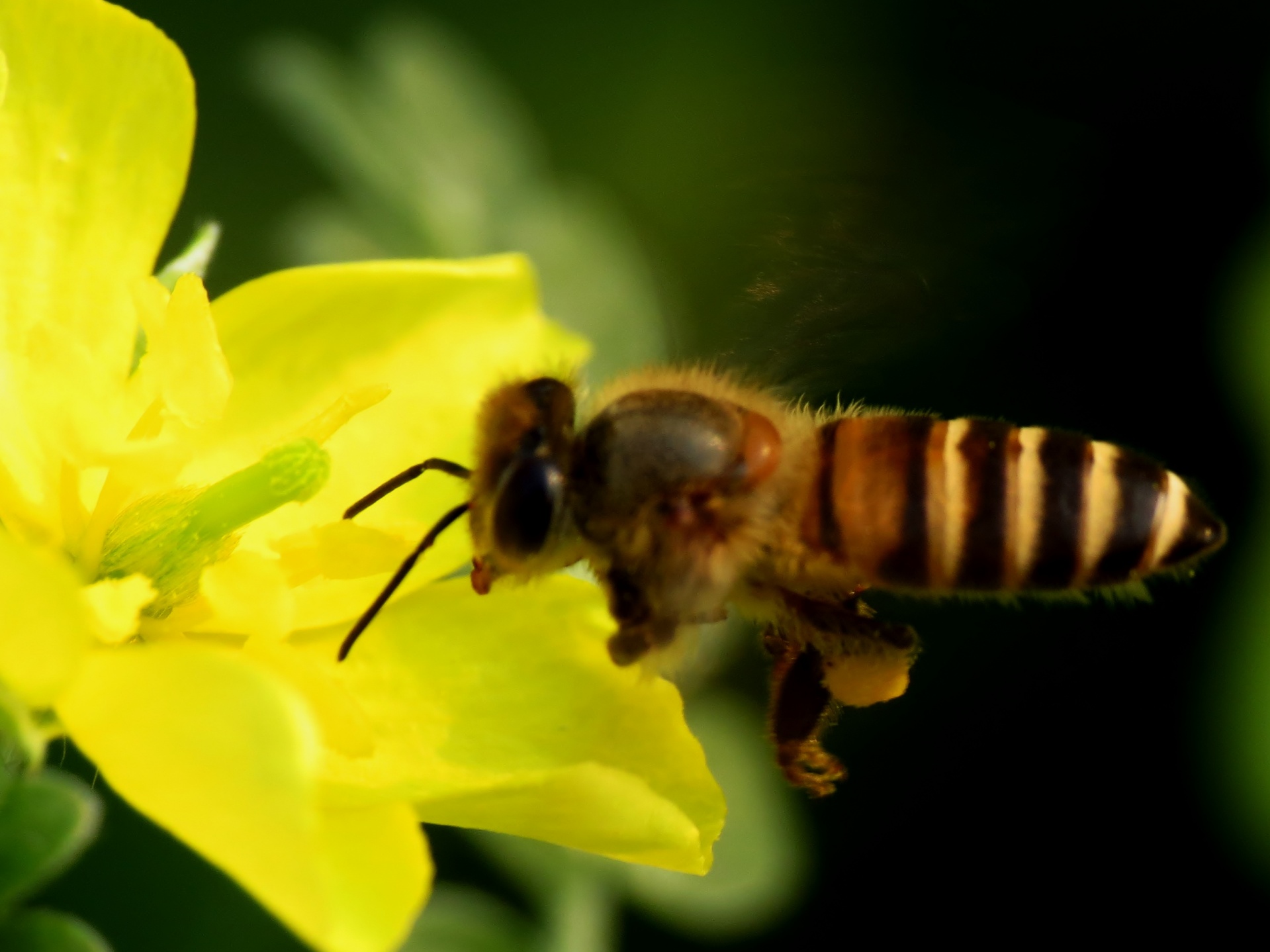 pollen flower yellow free photo