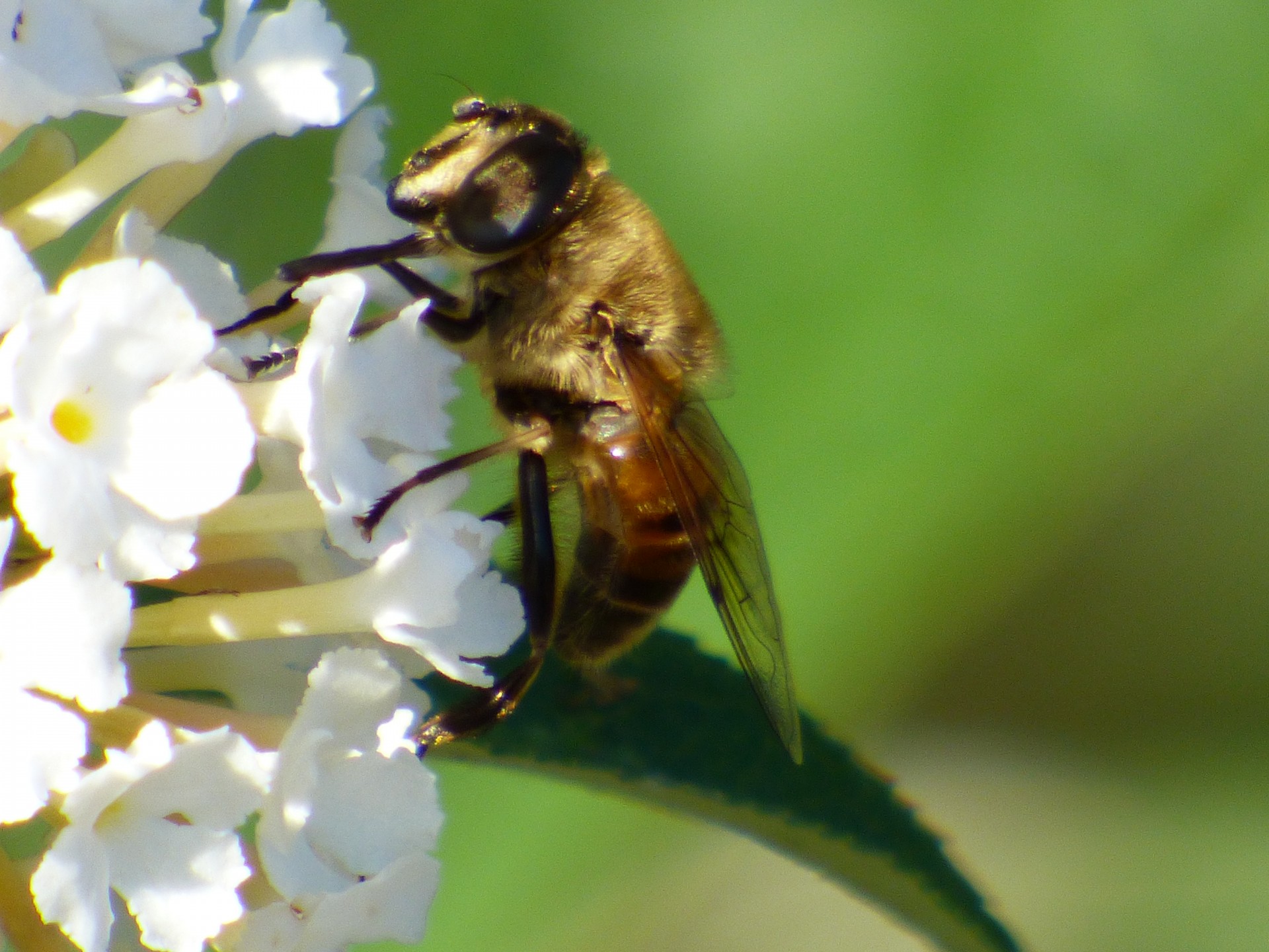 insect bee flower free photo