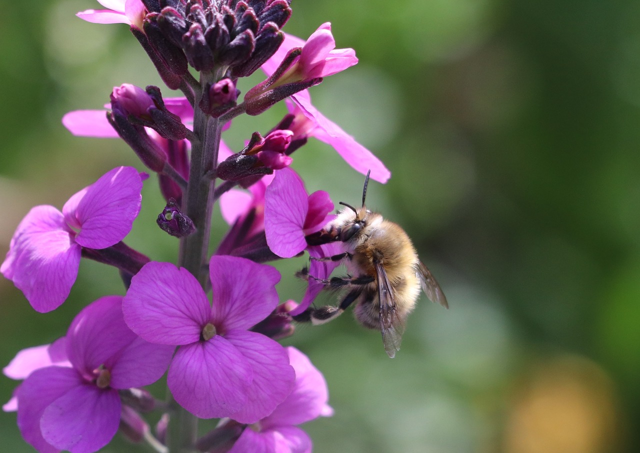 abeilles  macro  insectes free photo