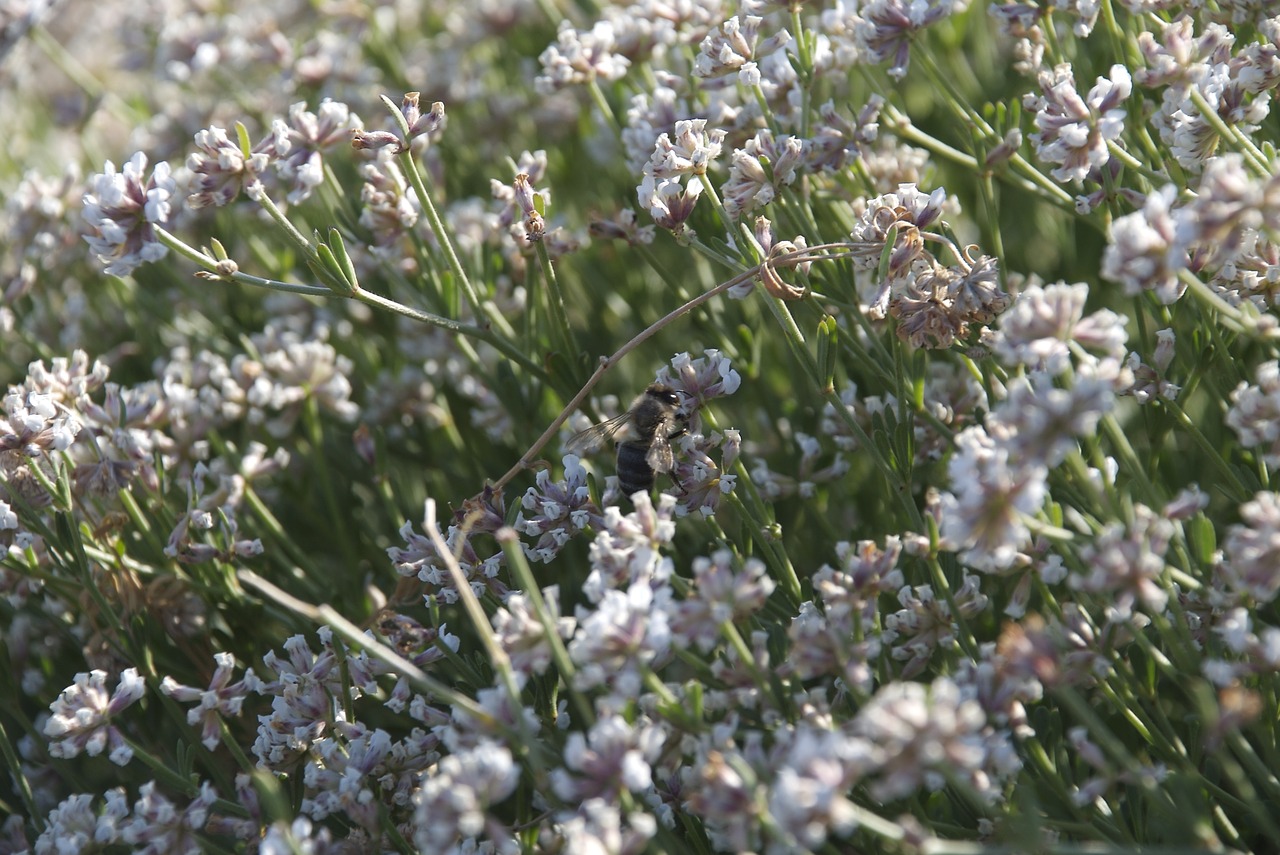 abeillle  insects at work  mediterranean vegetation free photo