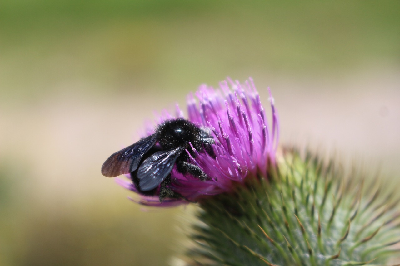 abejo flower colorful free photo