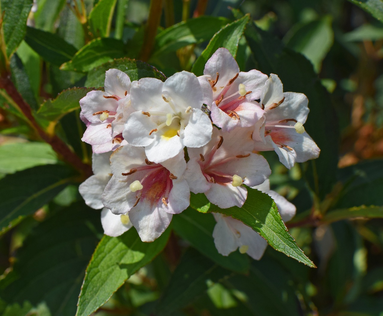 abelia flower blossom free photo