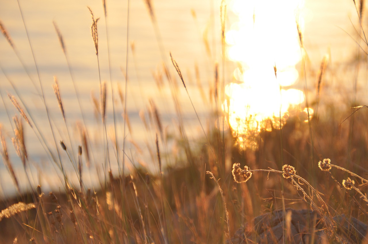 abendstimmung sunset halme free photo