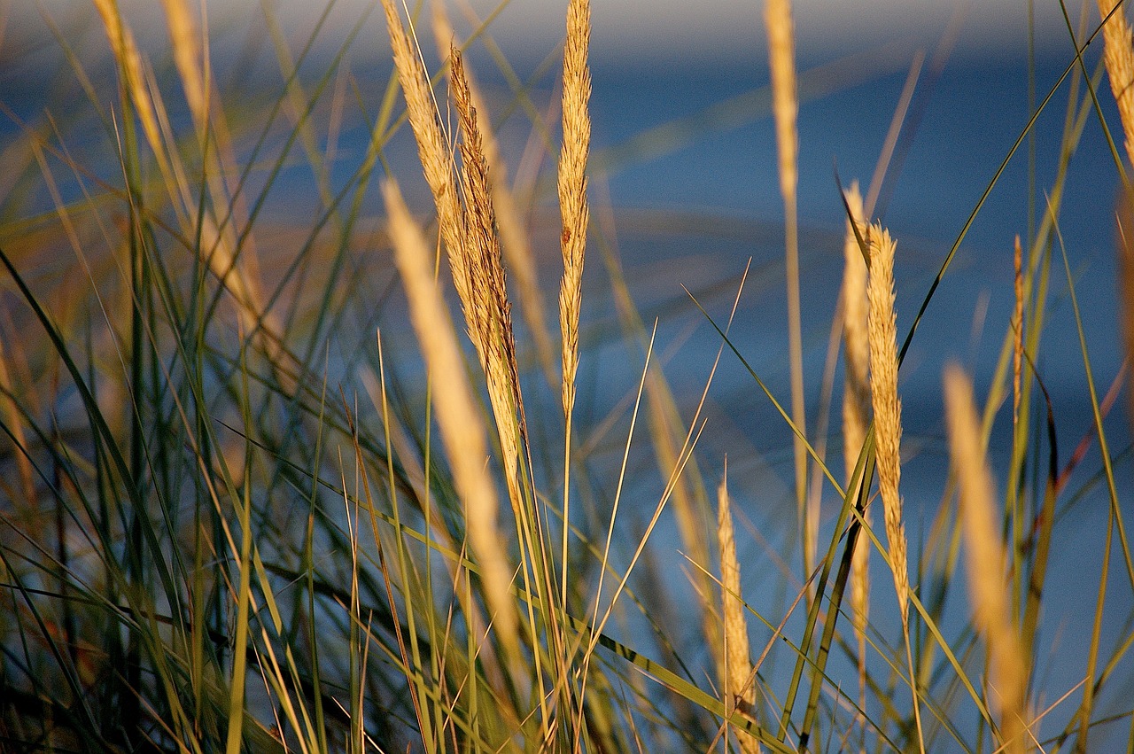 abendstimmung dune beach free photo