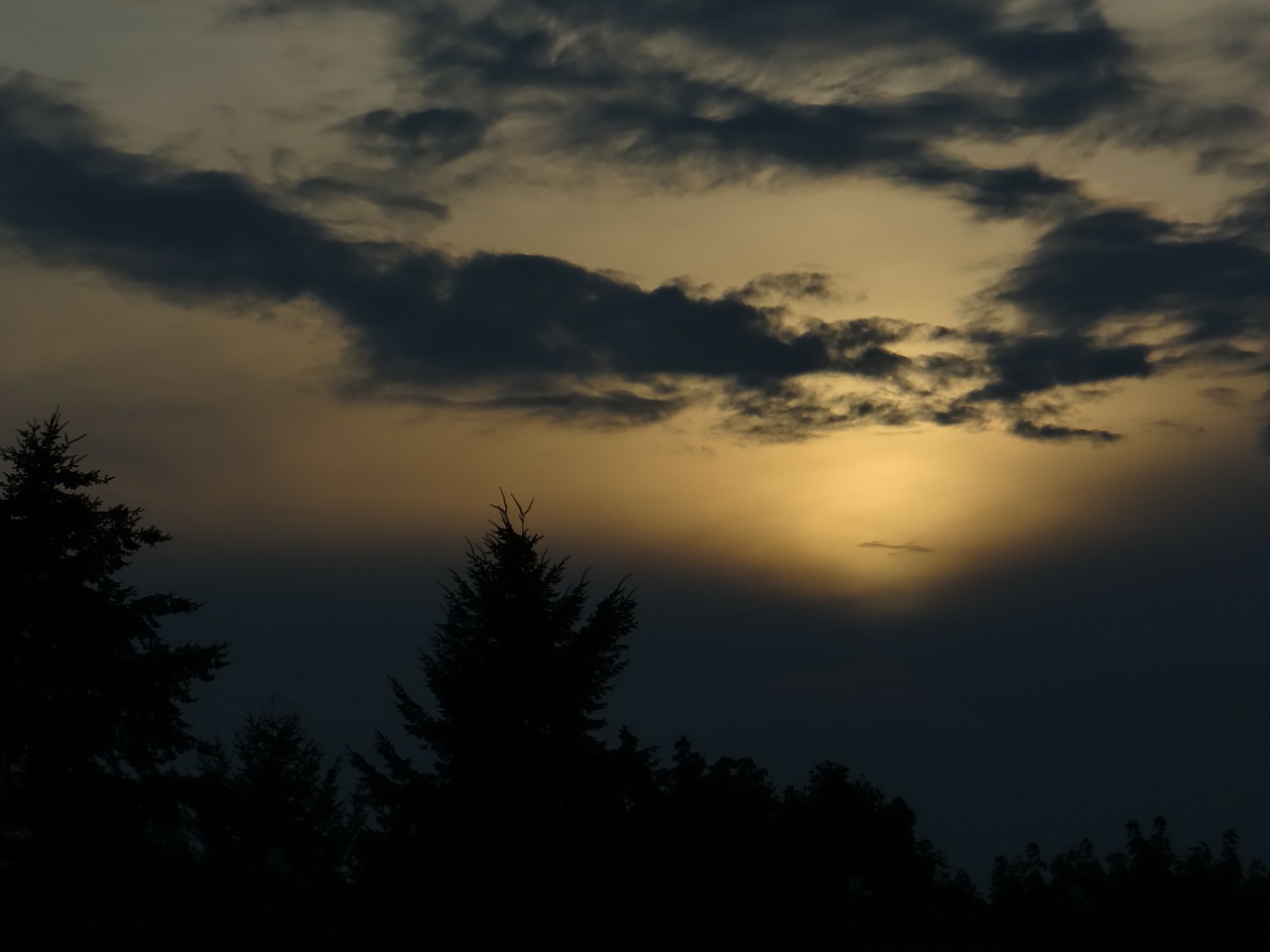 abendstimmung night in the forest romance free photo