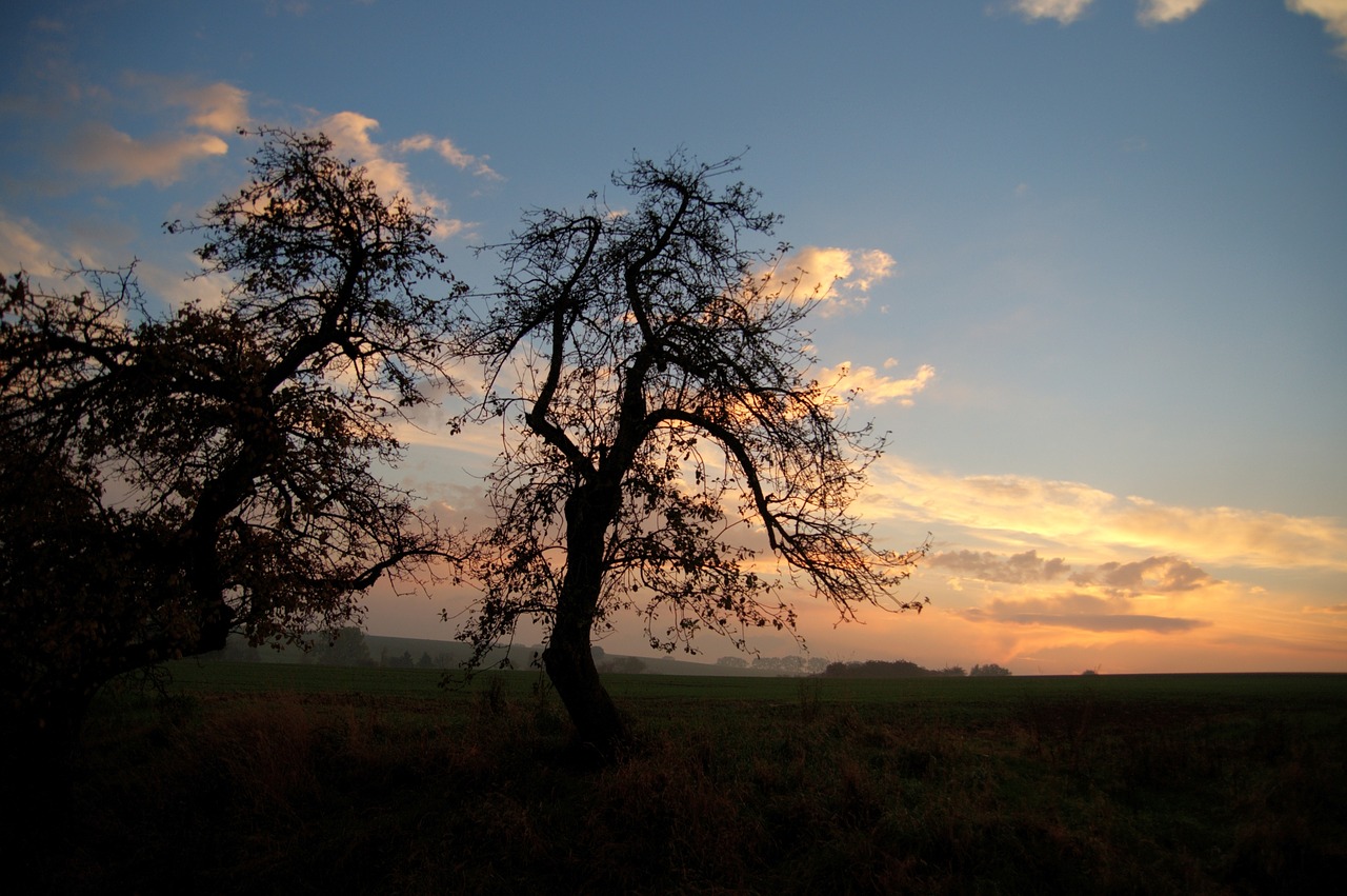 abendstimmung landscape tree free photo