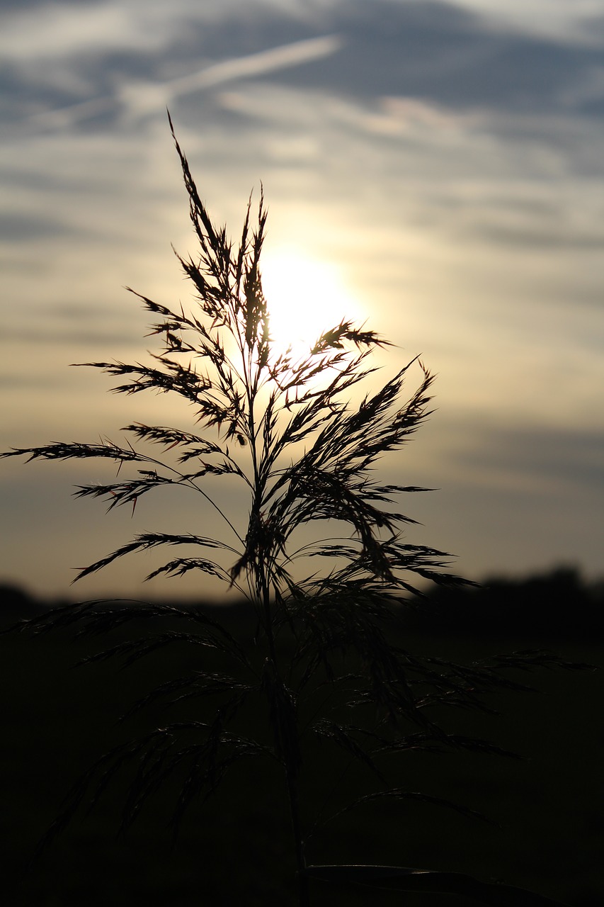 abendstimmung sun sky free photo