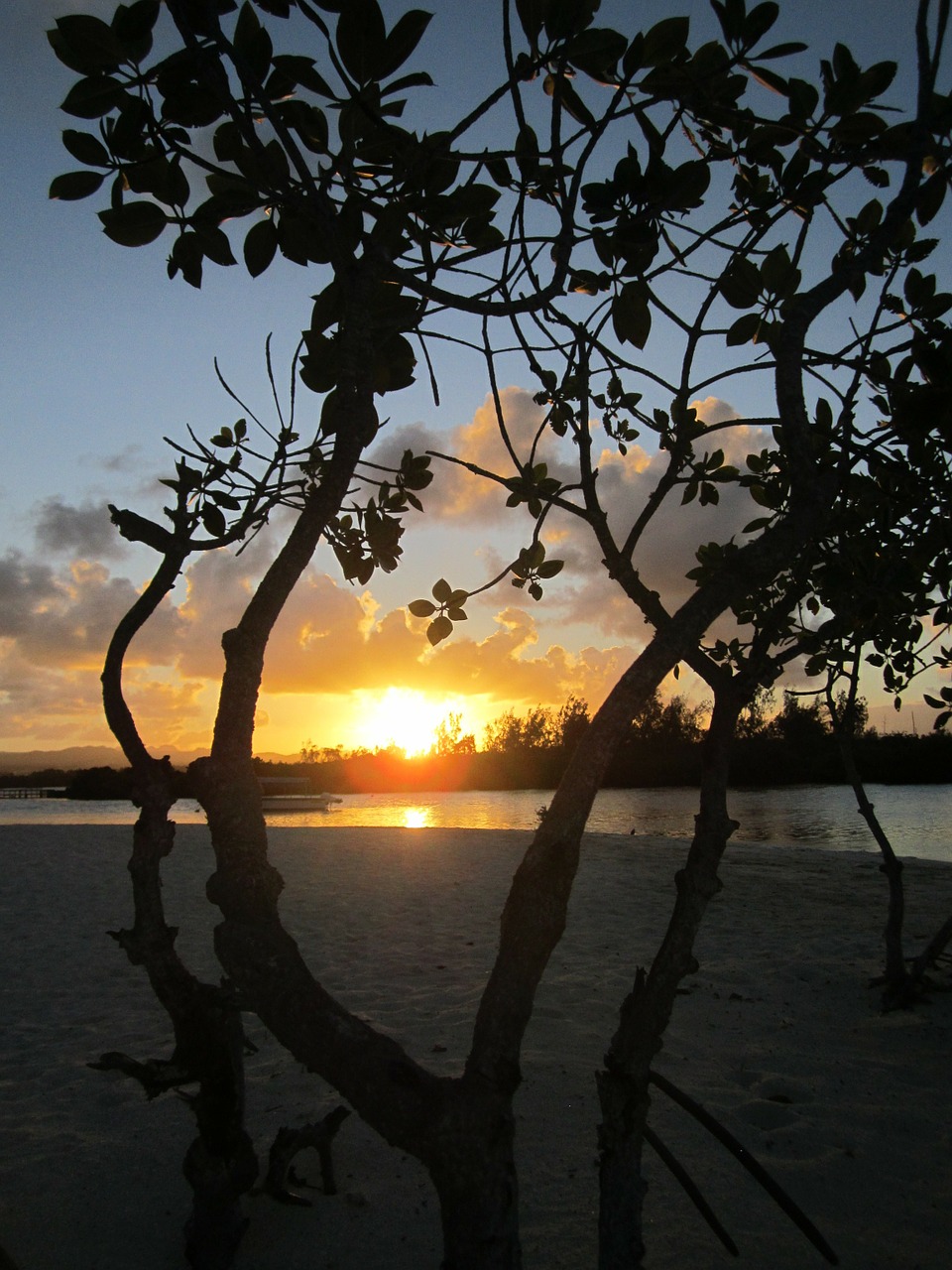 abendstimmung tropical jungle free photo