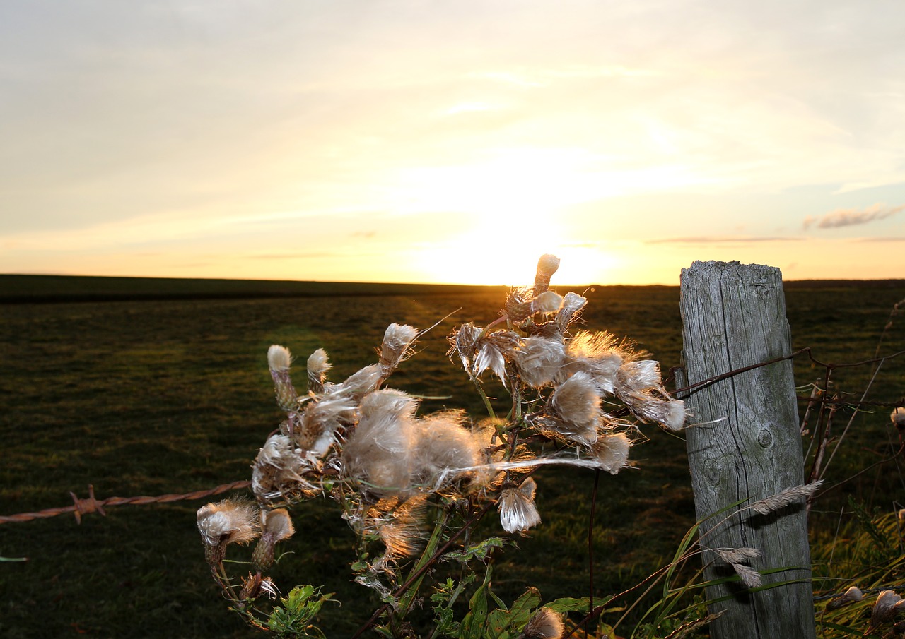 abendstimmung field nature free photo