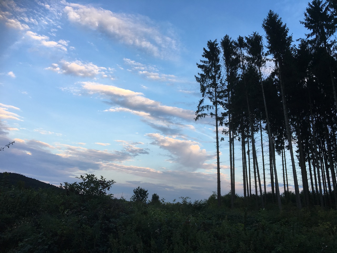 abendstimmung forest trees free photo