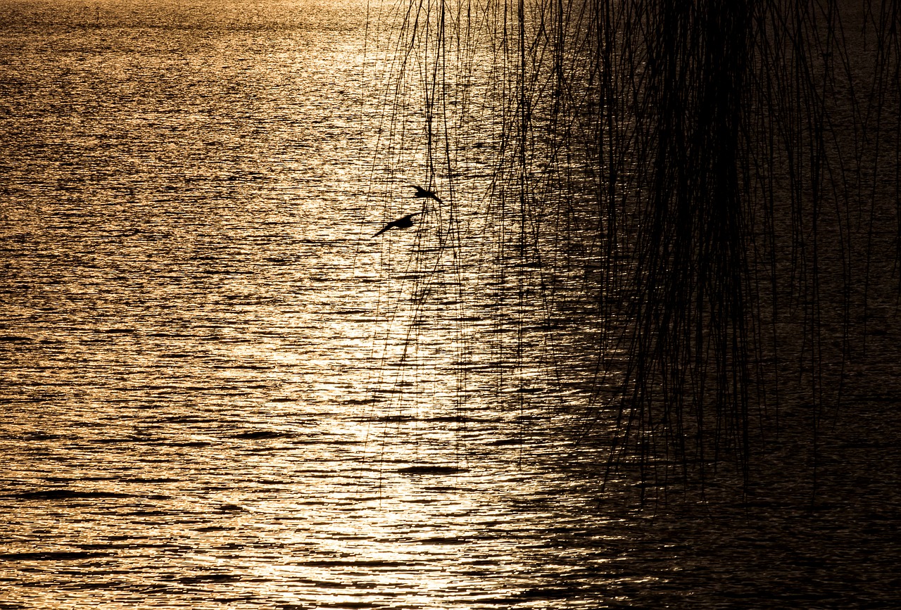 abendstimmung  lake  nature free photo