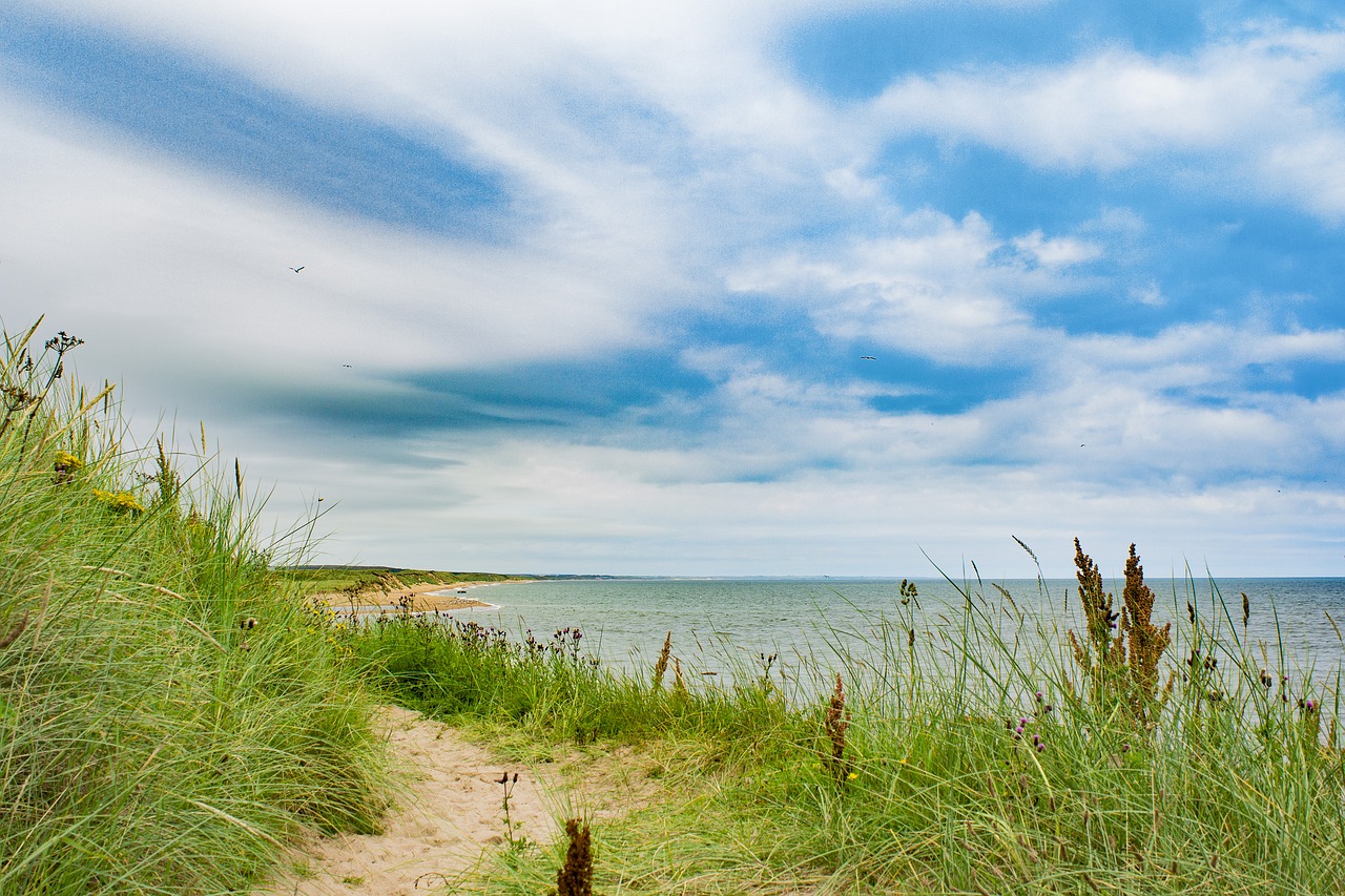 aberdeen beach grass free photo