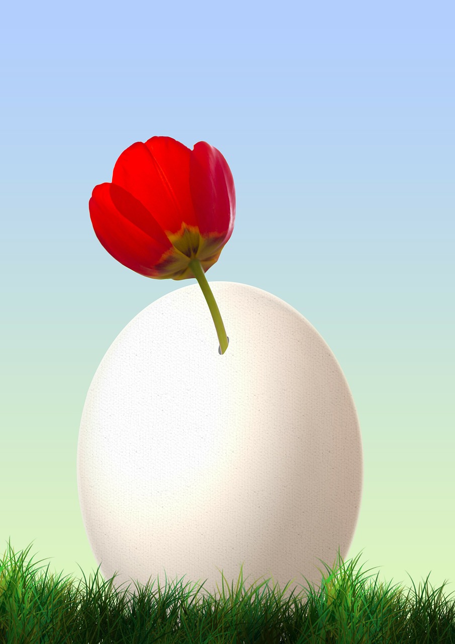 about tulip egg free photo