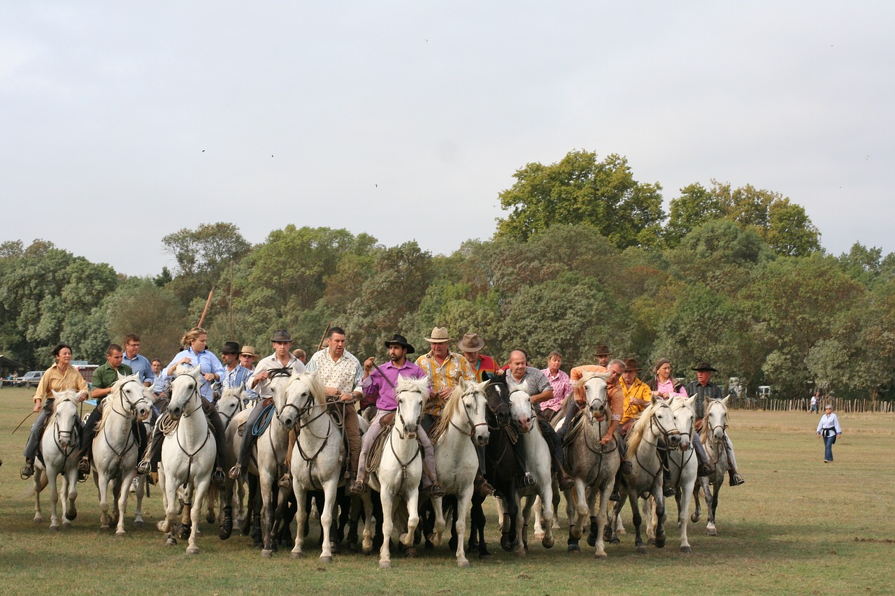 abrivado  horses  camargue free photo