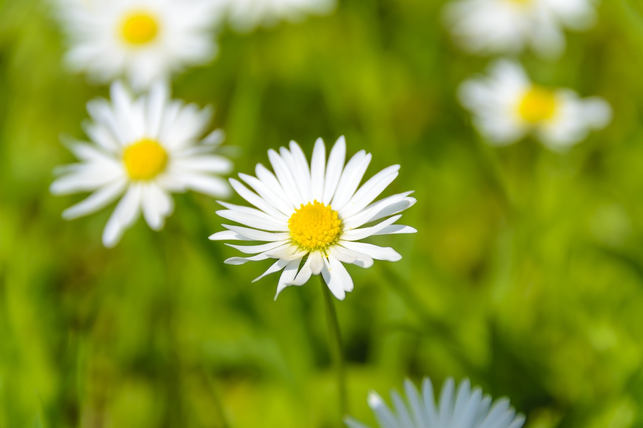 absolutely wonderful daisies summer the background free photo