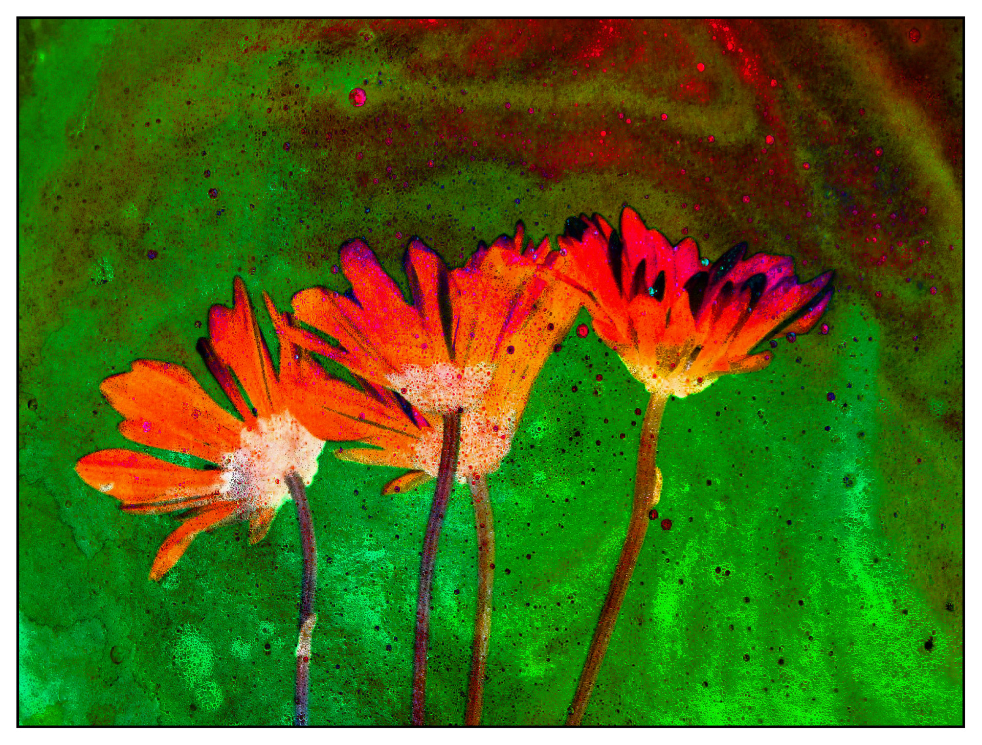 flowers orange abstract free photo