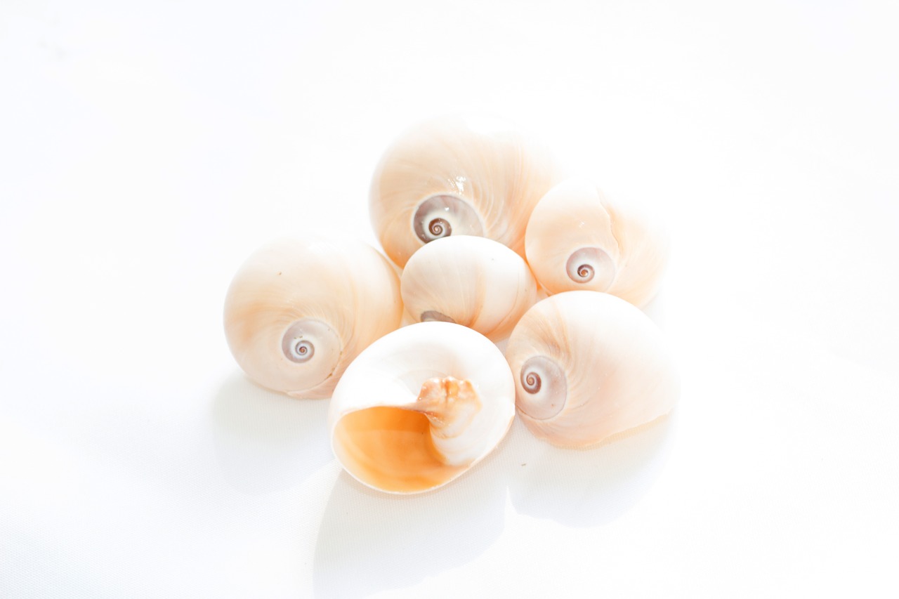 abstract background conches sea ​​shells free photo