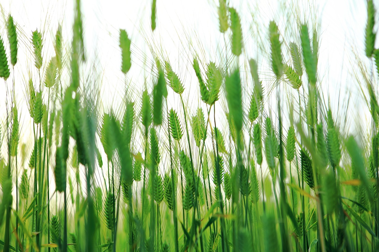 abstract barley field cheongbori free photo