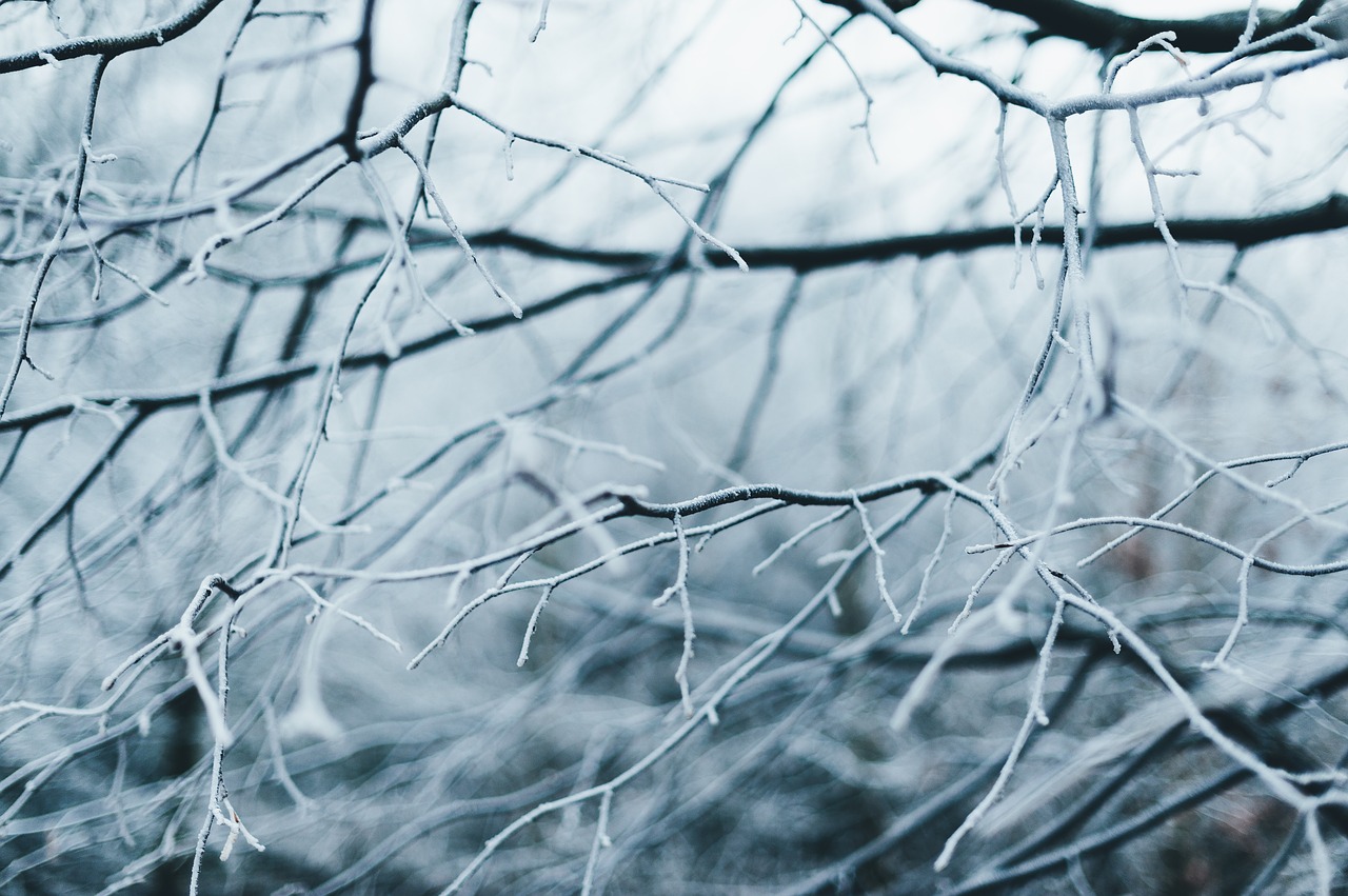 abstract barbed wire black and white free photo