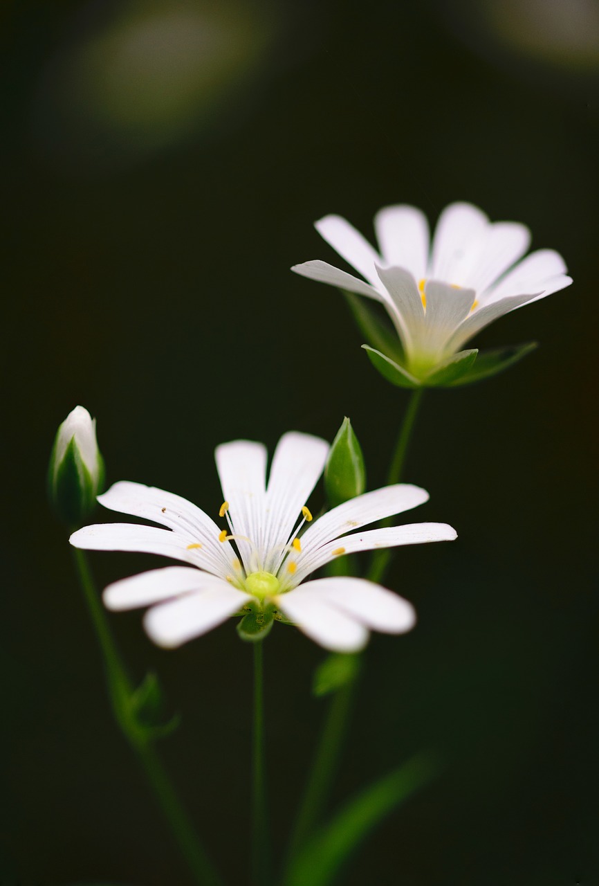 abstract background beautiful free photo