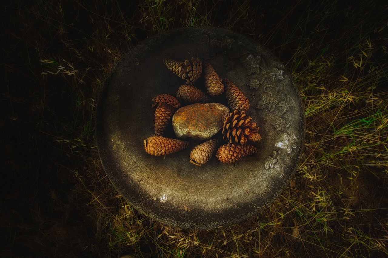 abstract pine cones nature free photo