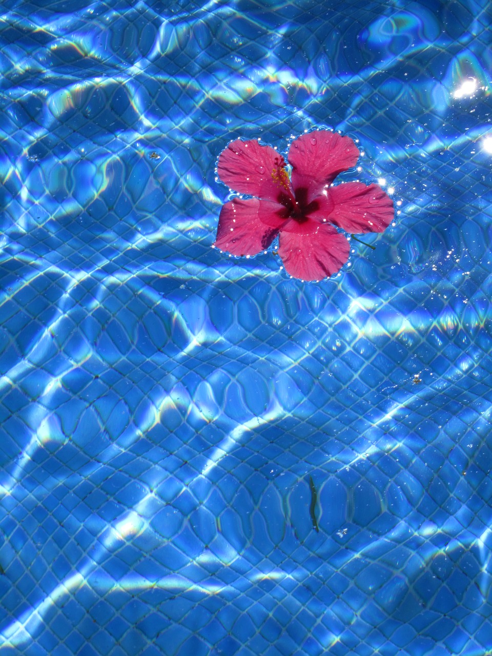 abstract flower body of water free photo