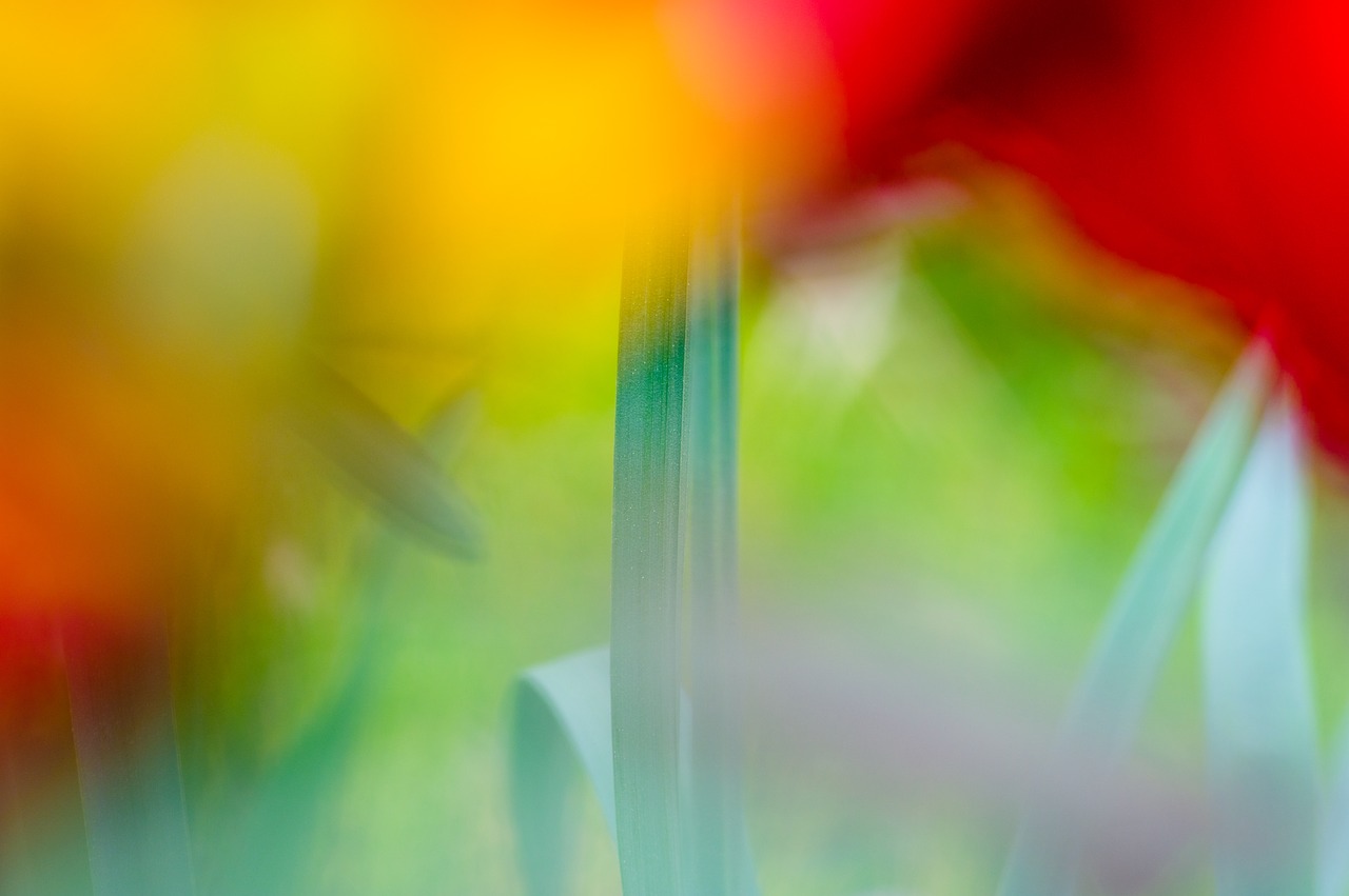 abstract  nature  bokeh free photo