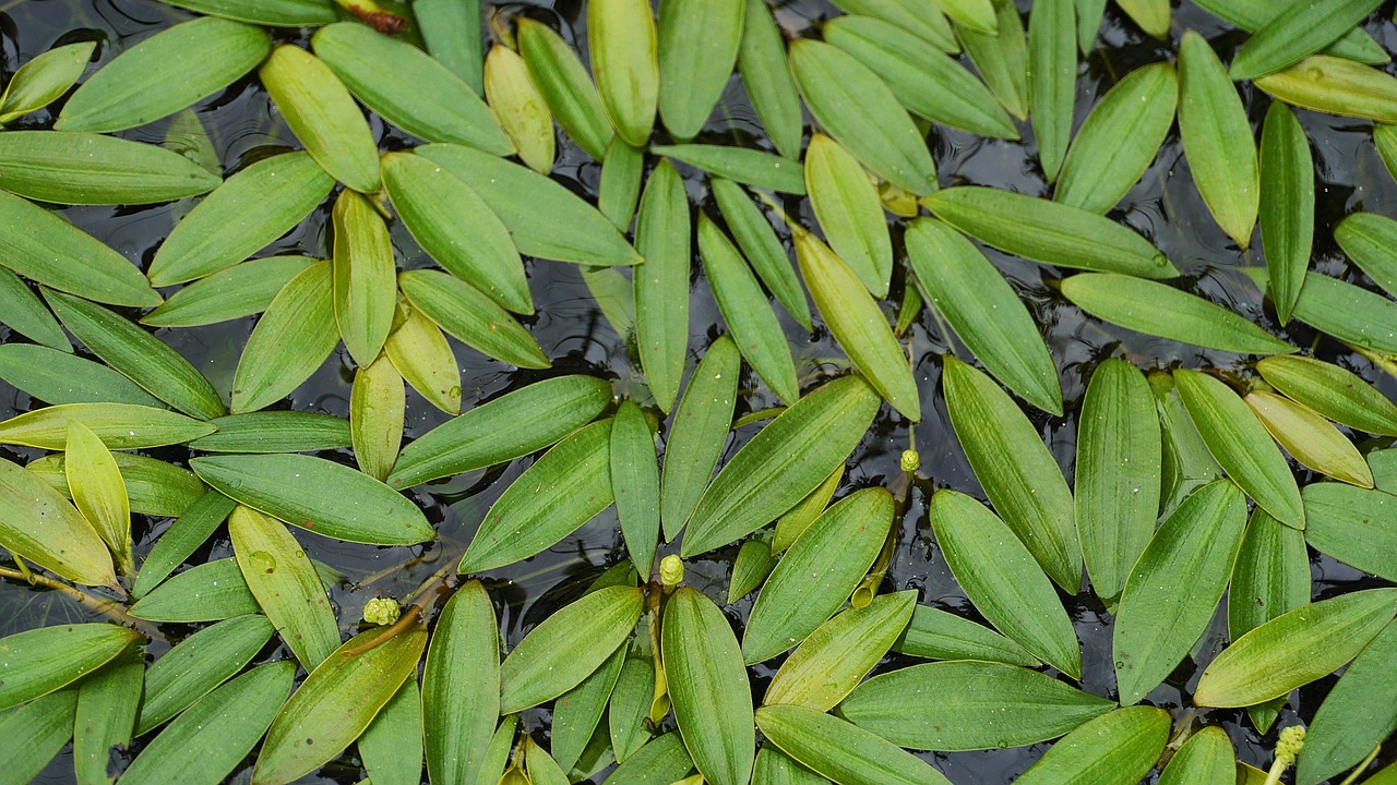 abstract  the leaves  leaf free photo