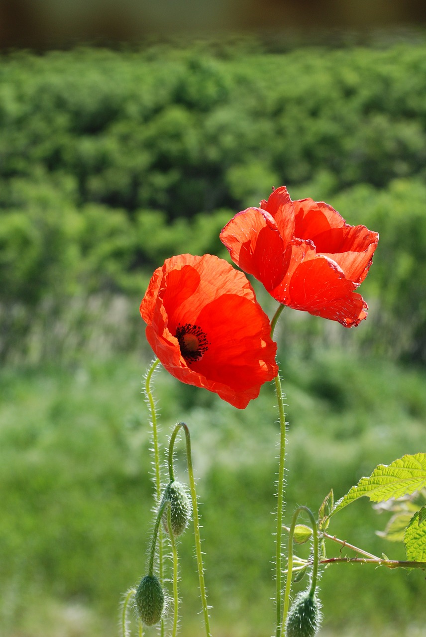 abstract  flower  background free photo